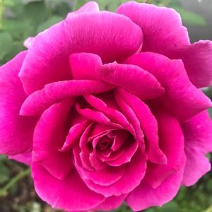 Meet your Posher, Cyndy